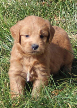 F1 Mini Goldendoodle Puppies